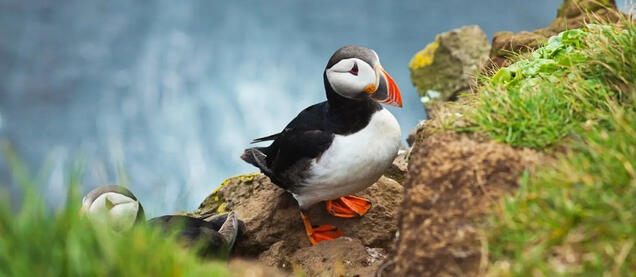 Icelandic Horned Puffin